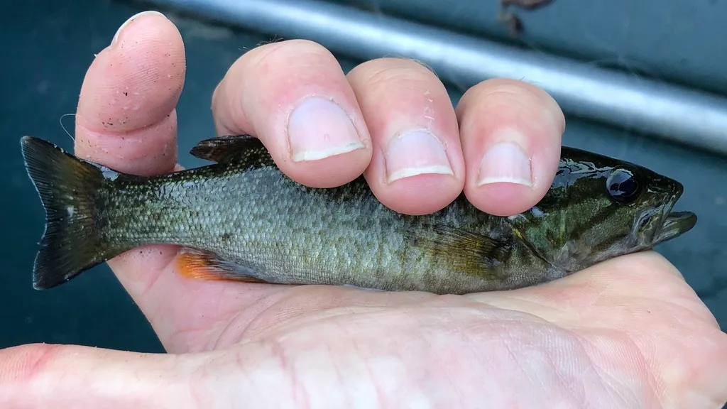 Smallmouth bass — Lower Mazinaw Lake, Aug 14, 2019