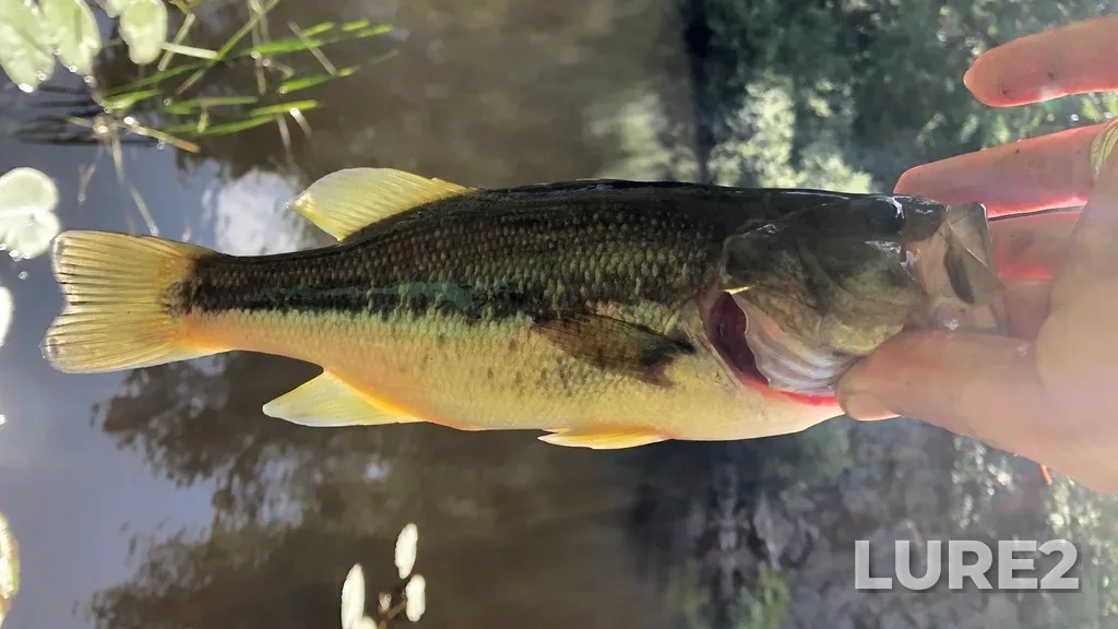 Largemouth bass — Clutes Lake, Aug 14, 2019, 4:01 PM