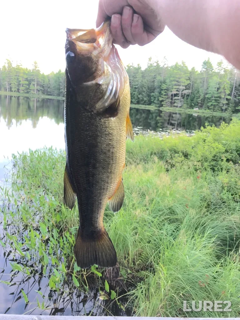 Largemouth bass — Clutes Lake, Aug 16, 2019, 7:31 PM