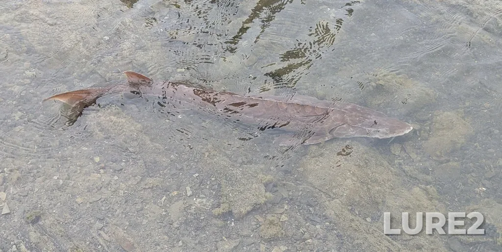 Lake sturgeon — Rivière Boyer, Aug 31, 2025, 9:45 AM