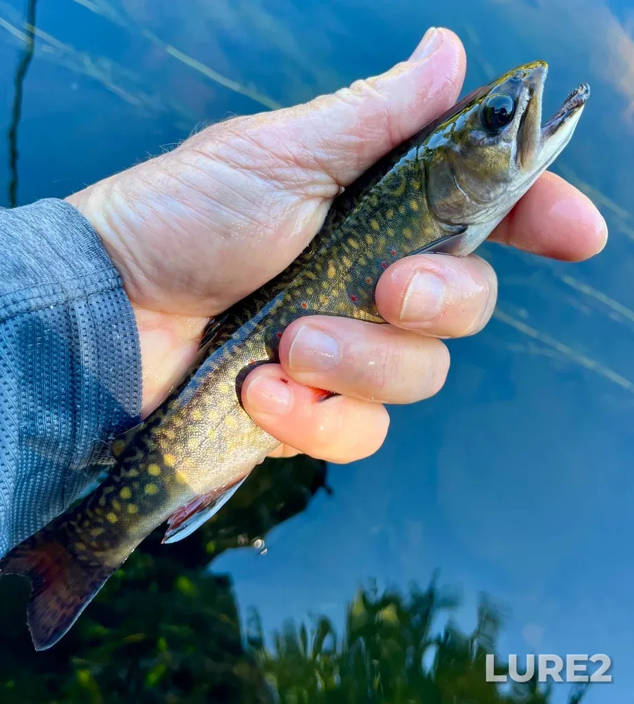 Brook trout — Morell River, Sep 04, 2025, 1:46 PM