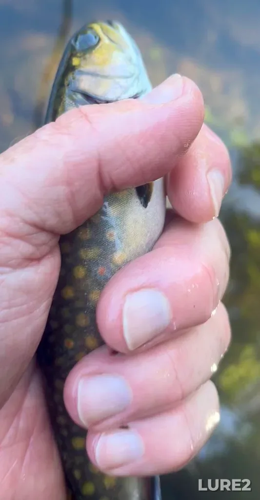Brook trout — Morell River, Sep 04, 2025, 2:22 PM