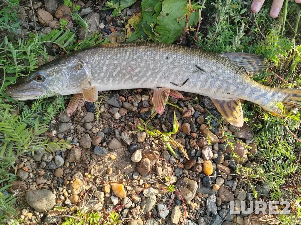 Pike — Tom, Sep 06, 2025, 6:39 PM