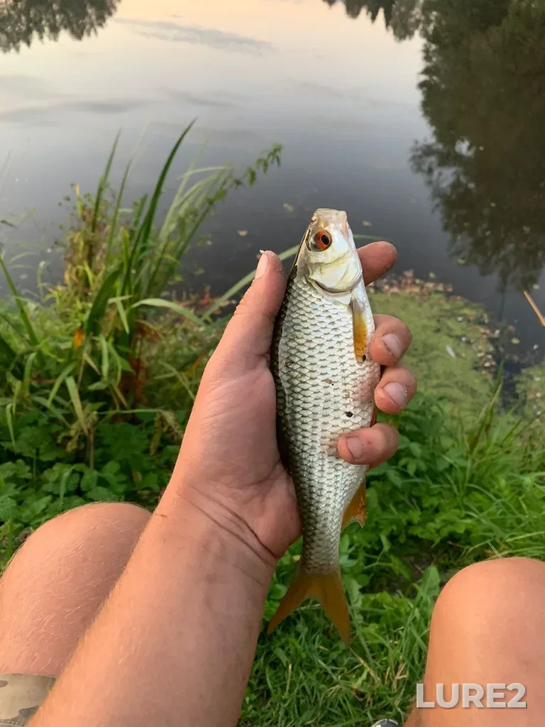 Roach — Barkovka, Sep 06, 2025, 7:12 AM