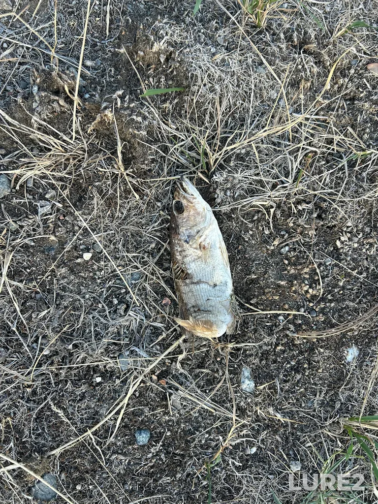 Smallmouth bass — Vaseux Lake, Aug 30, 2025, 6:38 PM