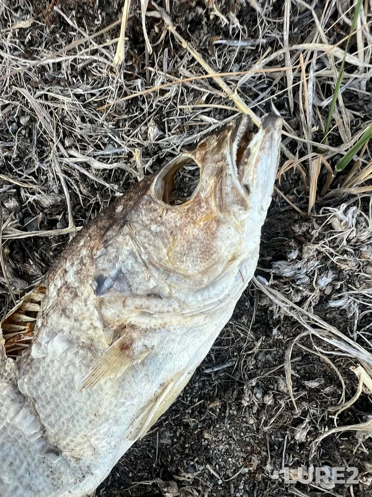 Smallmouth bass — Vaseux Lake, Aug 30, 2025, 6:38 PM