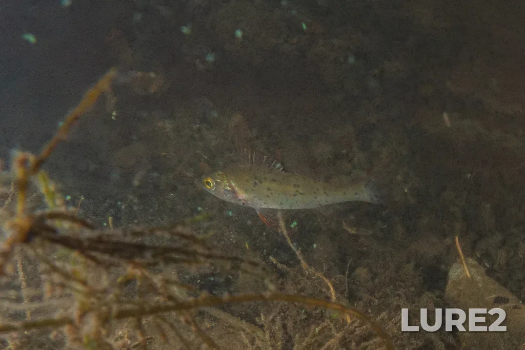 Perch — Stroginskiy zaliv, Sep 06, 2025, 5:37 PM