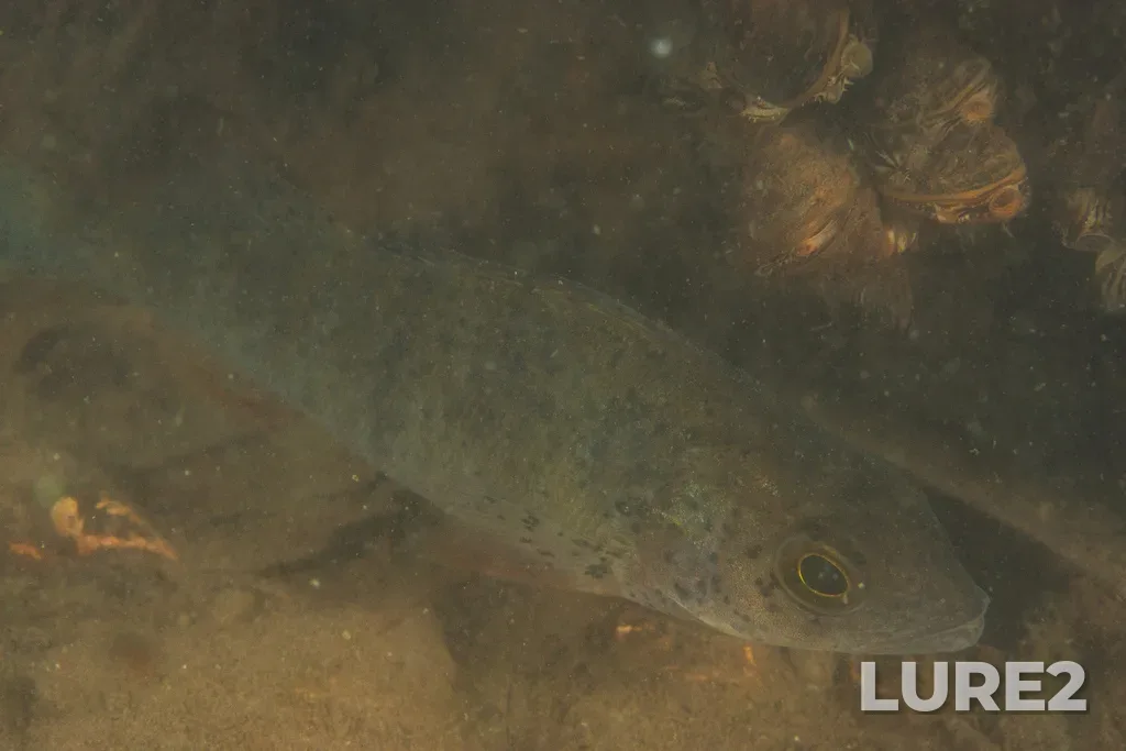 Perch — Stroginskiy zaliv, Sep 06, 2025, 6:21 PM