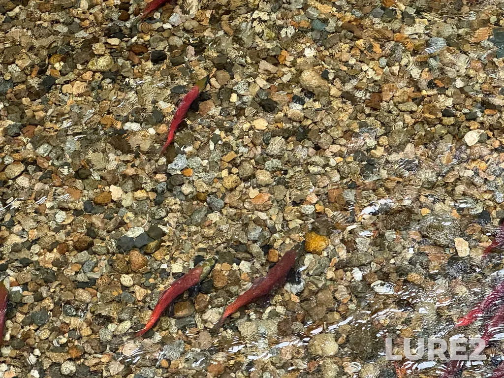Sockeye salmon — Kokanee Creek, Sep 06, 2025, 3:21 PM