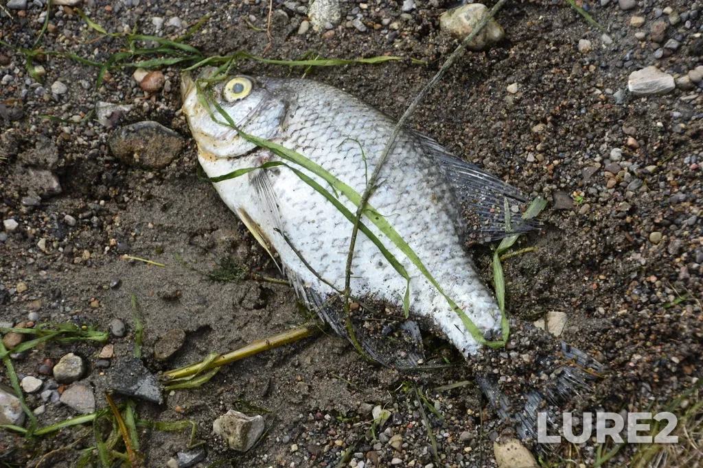 Black crappie — Lake Erie, Aug 19, 2019