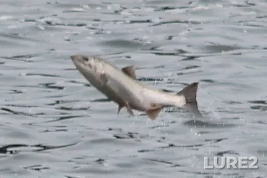 Coho salmon — Port San Juan, Sep 08, 2025, 1:28 PM