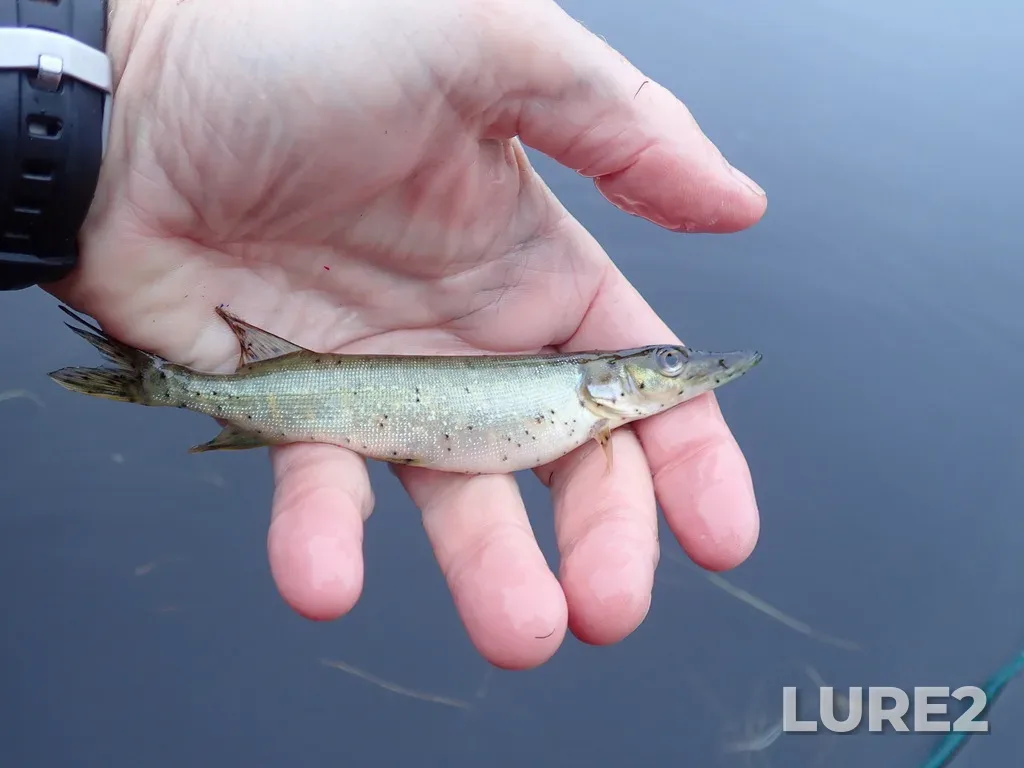 Pike — Namewaminikan River, Sep 09, 2025, 8:12 AM