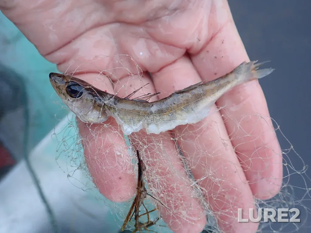 Walleye — Namewaminikan River, Sep 09, 2025, 8:15 AM