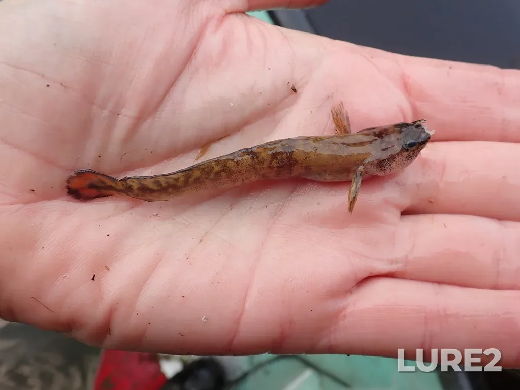 Burbot — Namewaminikan River, Sep 09, 2025, 8:42 AM