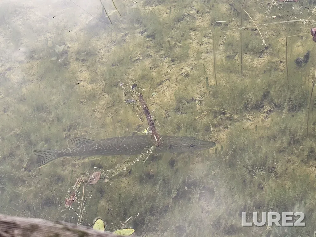 Pike — Pasha Lake, Aug 12, 2025, 9:58 AM