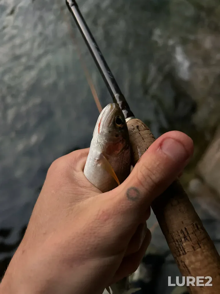 Cutthroat trout — Enterprise Creek, Sep 10, 2025, 7:28 PM