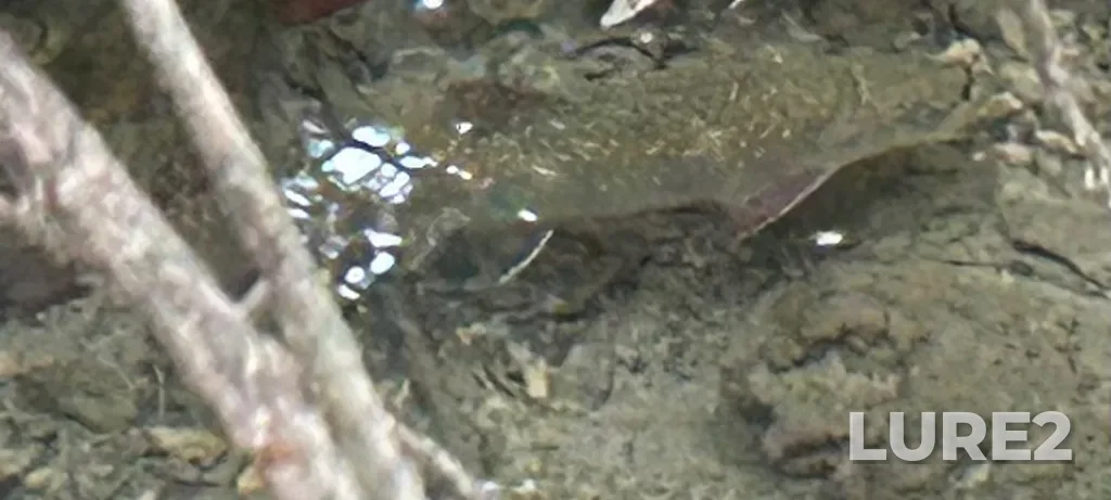 Brook trout — Elbow River, Sep 12, 2025, 9:43 AM