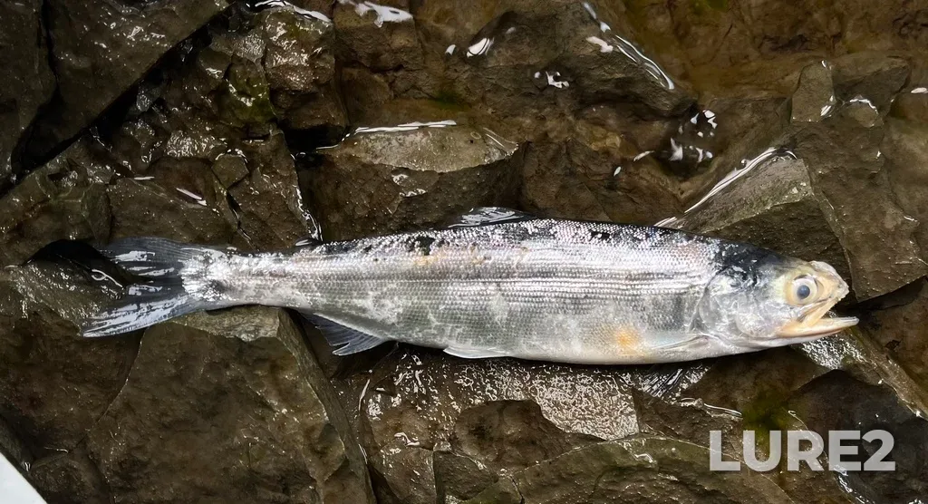 Sockeye salmon — Peace River, Sep 14, 2025, 2:14 PM