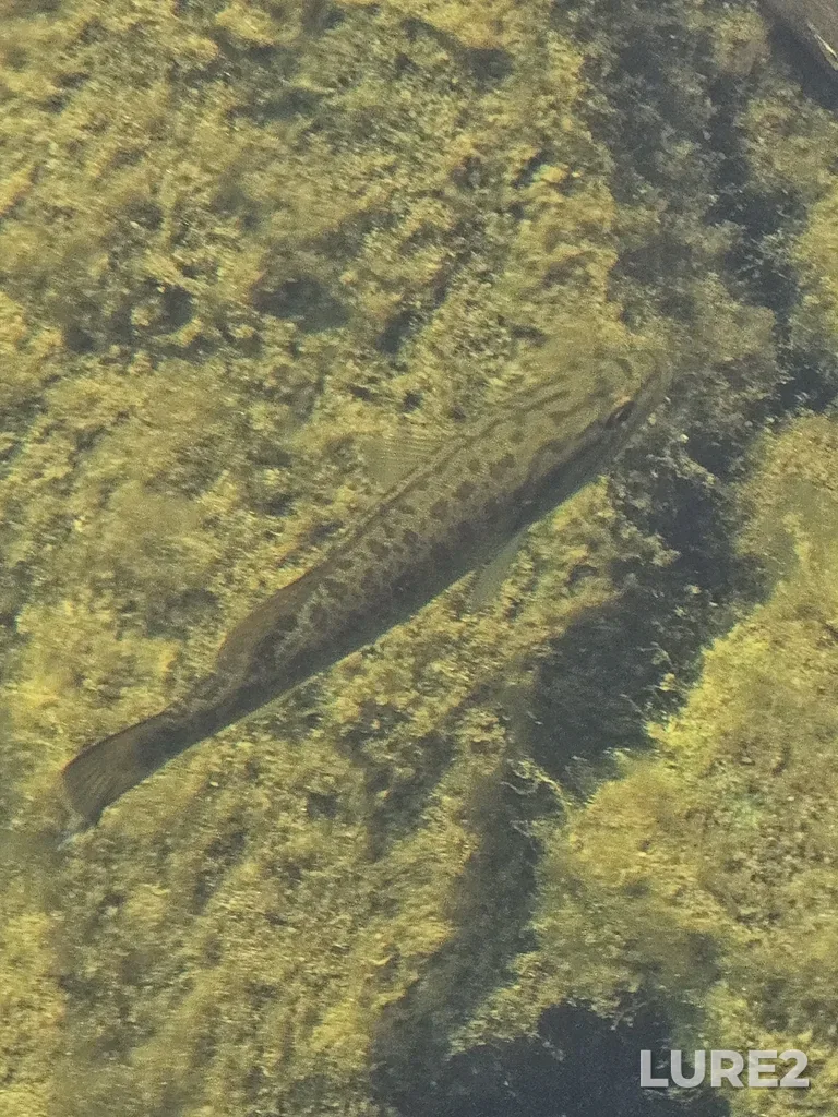 Smallmouth bass — Otonabee River, Sep 16, 2025, 12:05 PM