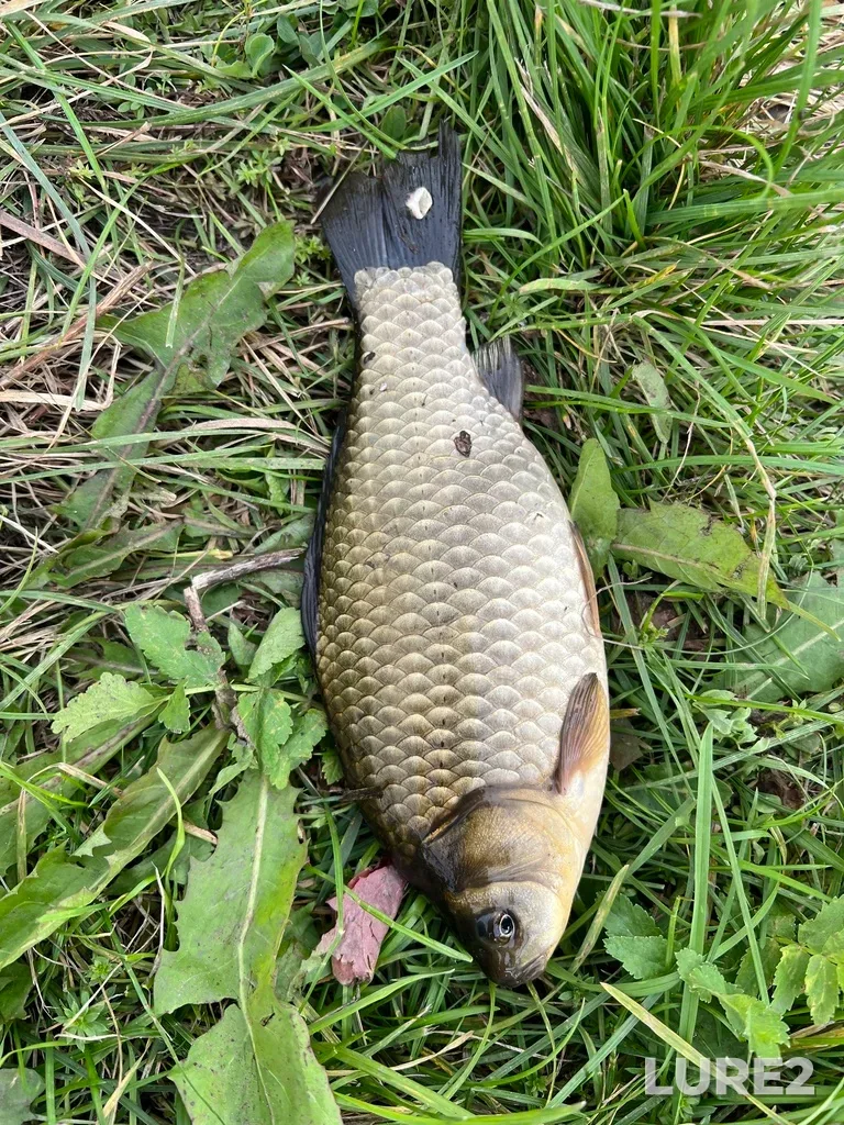 Crucian carp — Tura, Sep 17, 2025, 5:10 PM