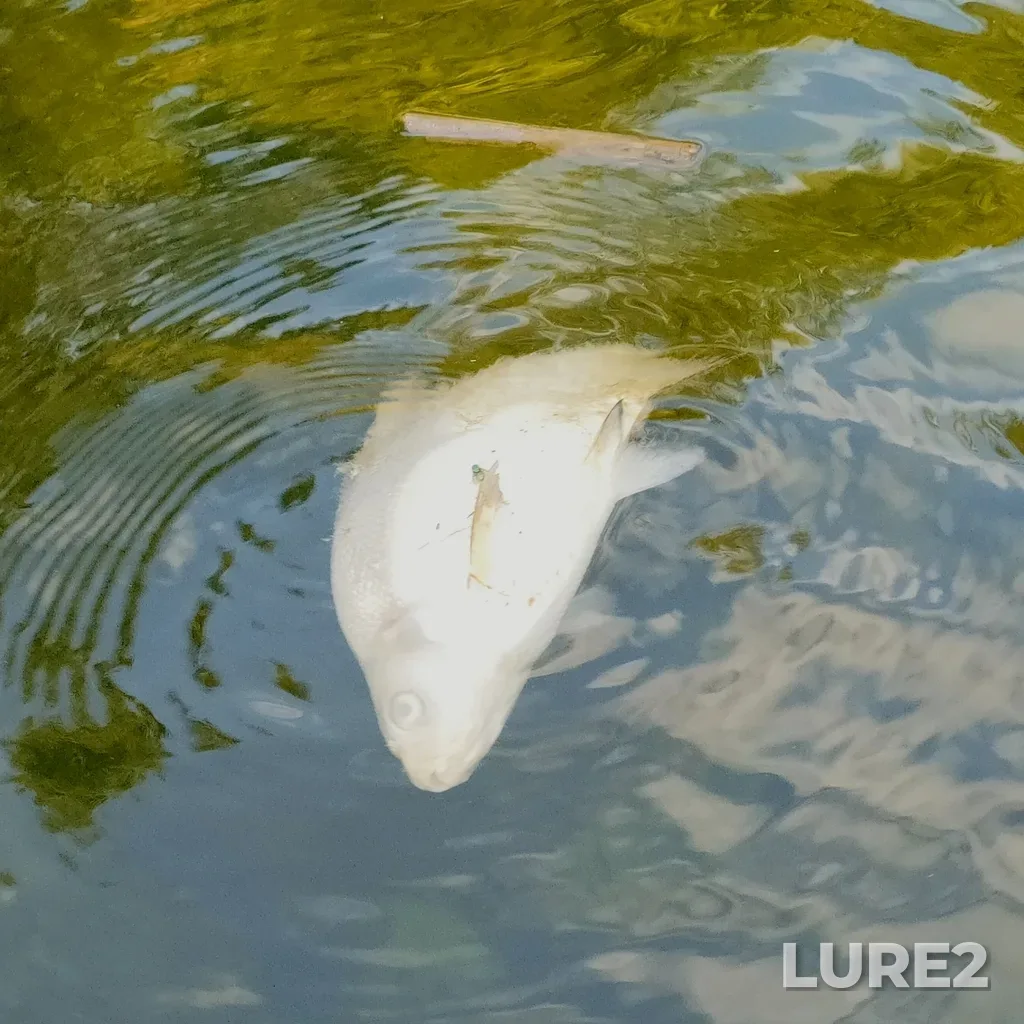 Bream — Tuskar, Sep 14, 2025, 5:11 PM