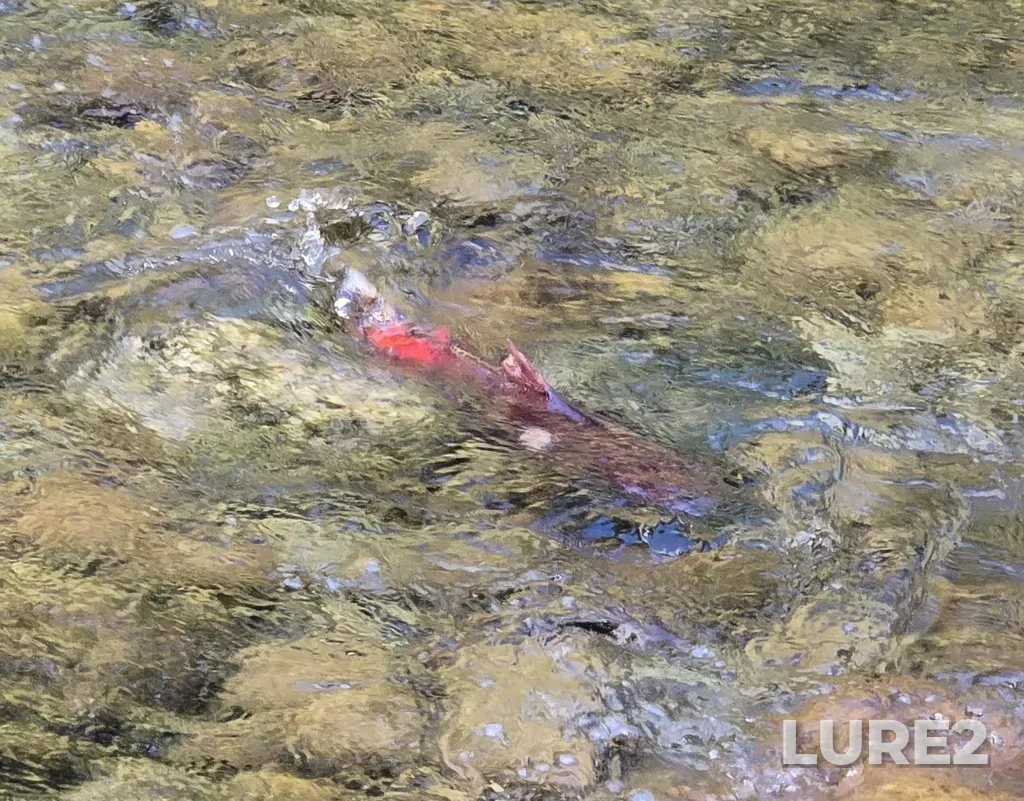 Sockeye salmon — Norns Creek, Sep 16, 2025, 11:39 AM