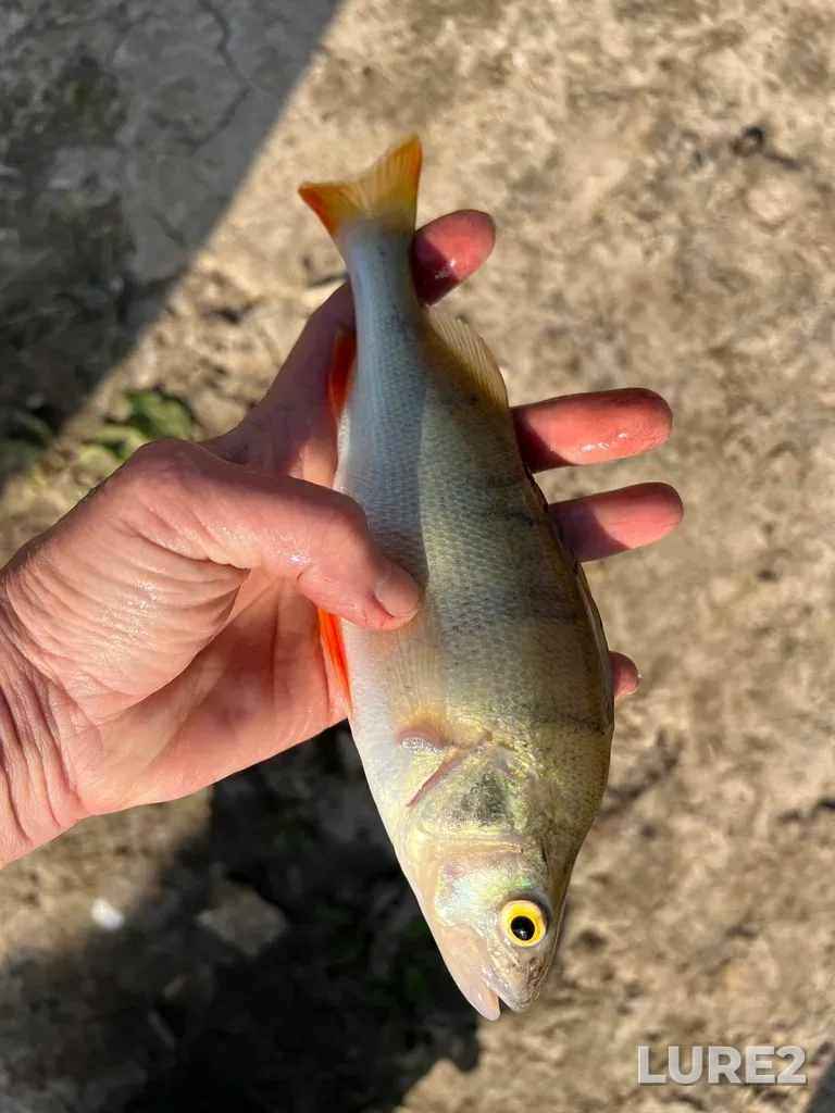 Perch — Tura, Sep 20, 2025, 3:34 PM
