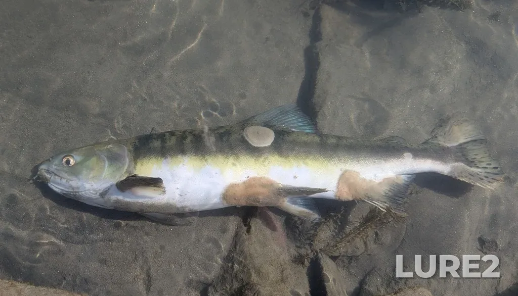 Pink salmon — Thompson River, Sep 21, 2025, 3:33 PM