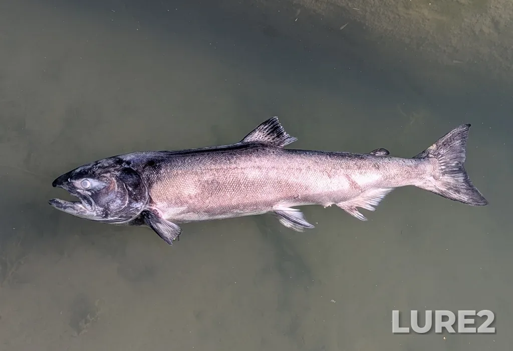 Chinook salmon — Thompson River, Sep 21, 2025, 3:28 PM