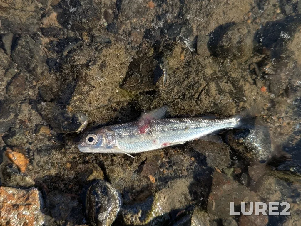 Mountain whitefish — Thompson River, Sep 21, 2025, 5:06 PM