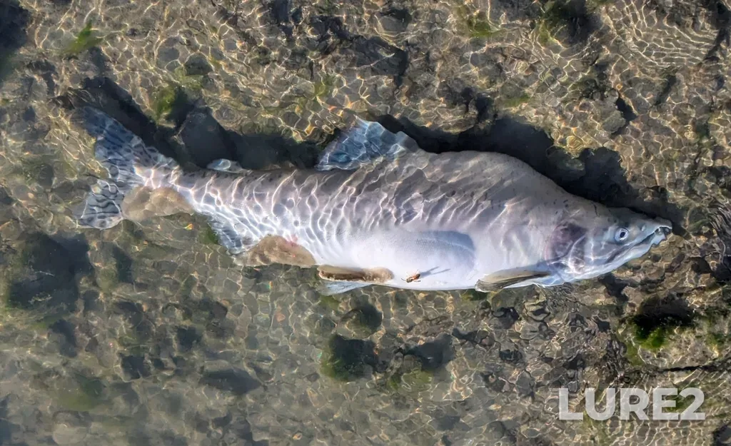 Pink salmon — Thompson River, Sep 21, 2025, 5:12 PM