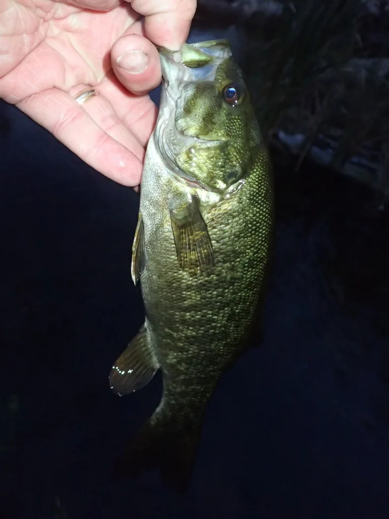 Smallmouth bass — Jean Lake, Aug 25, 2019