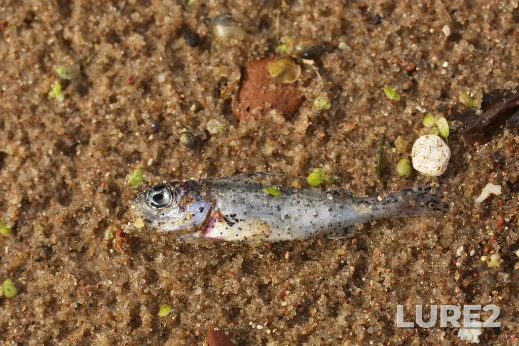 Ruffe — Volga, Aug 27, 2019, 12:39 PM