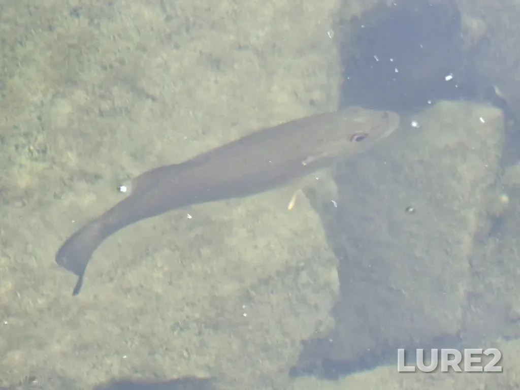 Smallmouth bass — Otonabee River, Sep 23, 2025, 1:46 PM
