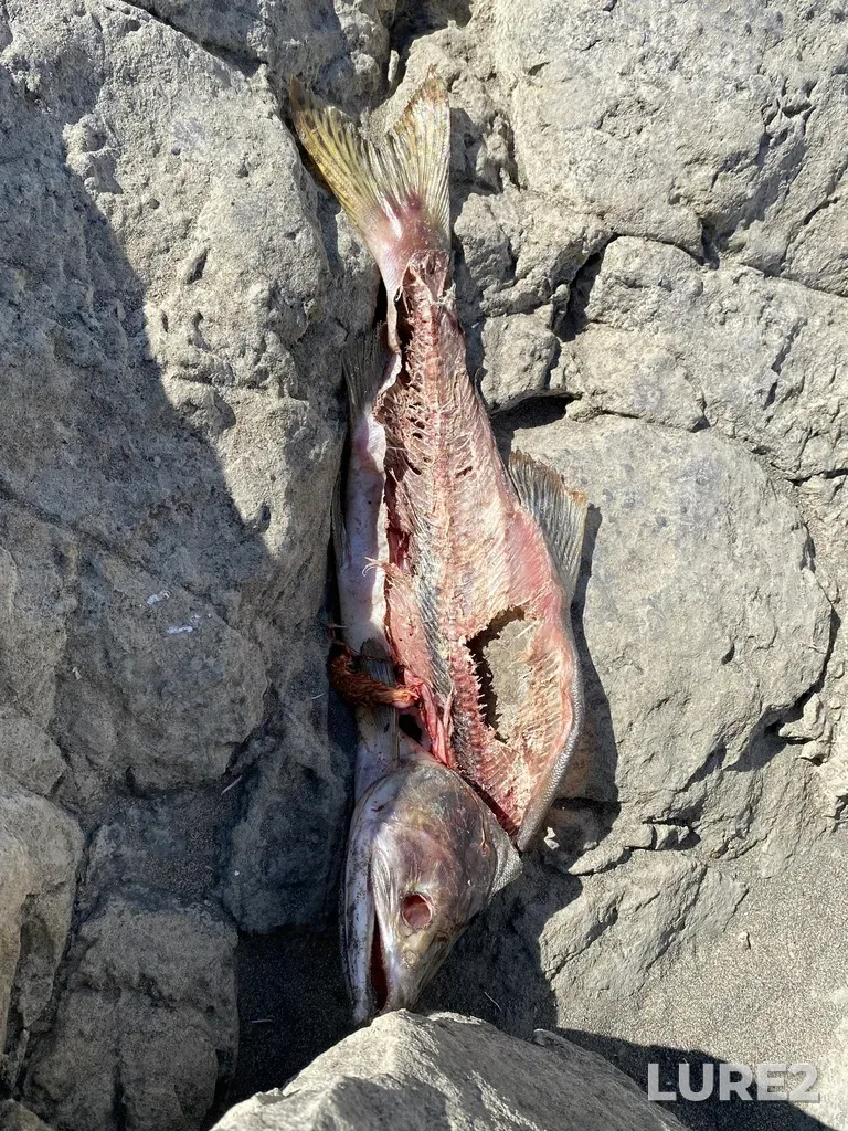 Pink salmon — Thompson River, Sep 21, 2025, 1:59 PM