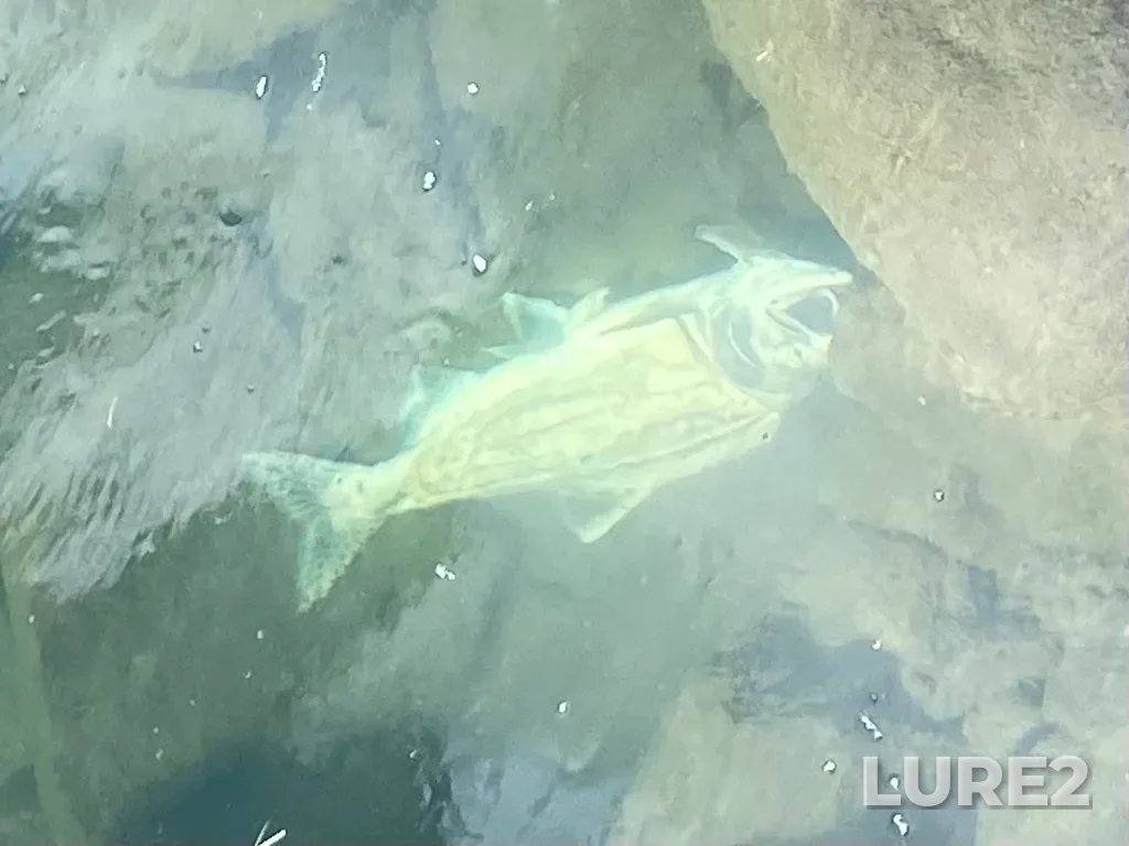 Pink salmon — Thompson River, Sep 21, 2025, 1:59 PM