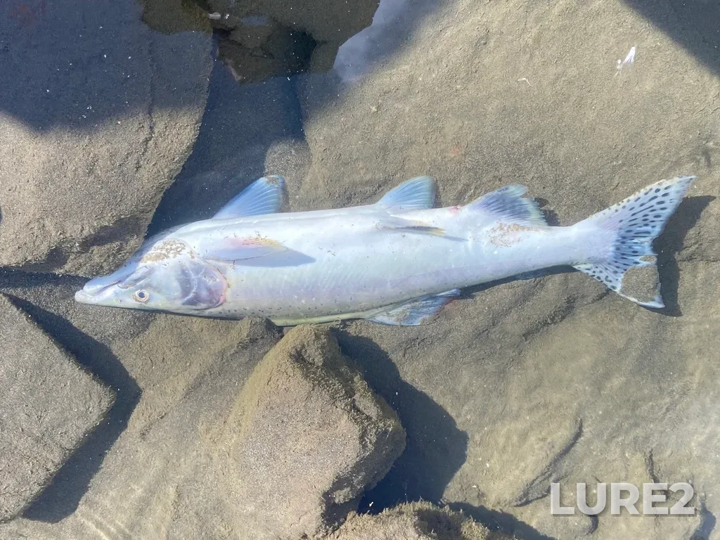 Pink salmon — Thompson River, Sep 21, 2025, 2:01 PM