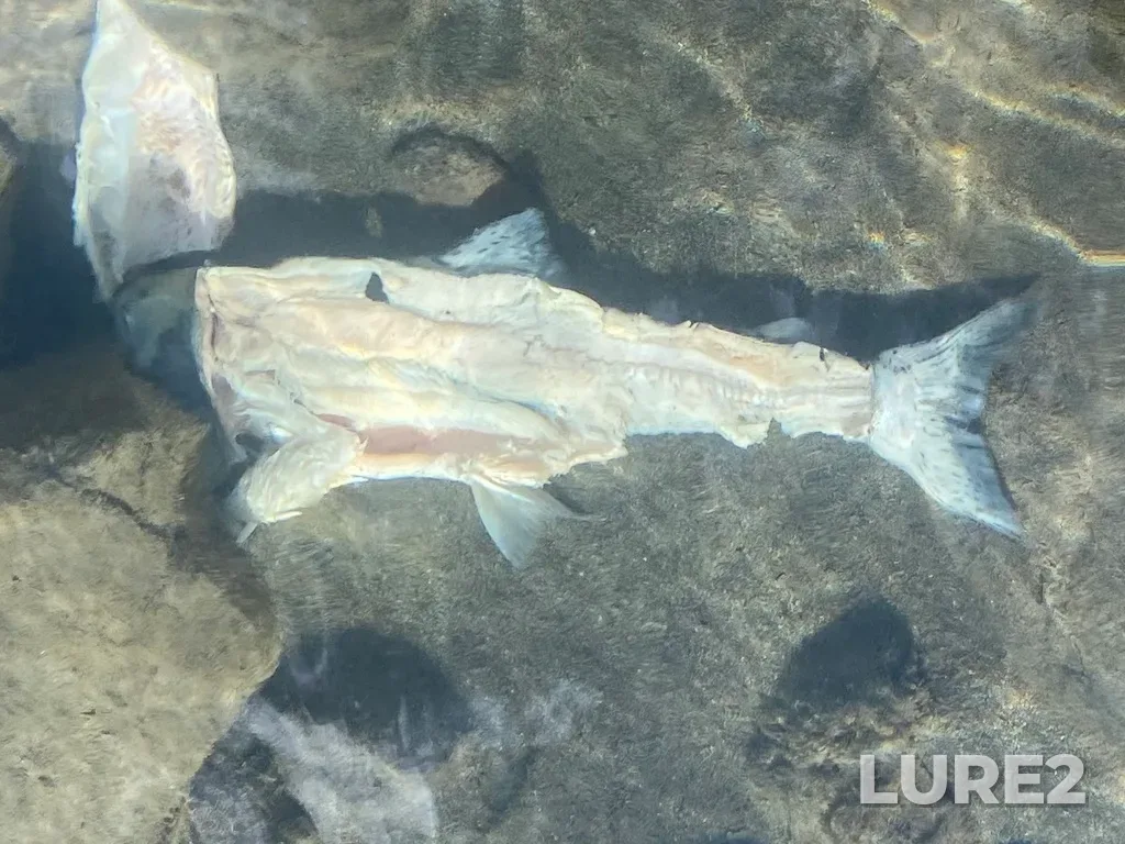 Pink salmon — Thompson River, Sep 21, 2025, 2:01 PM