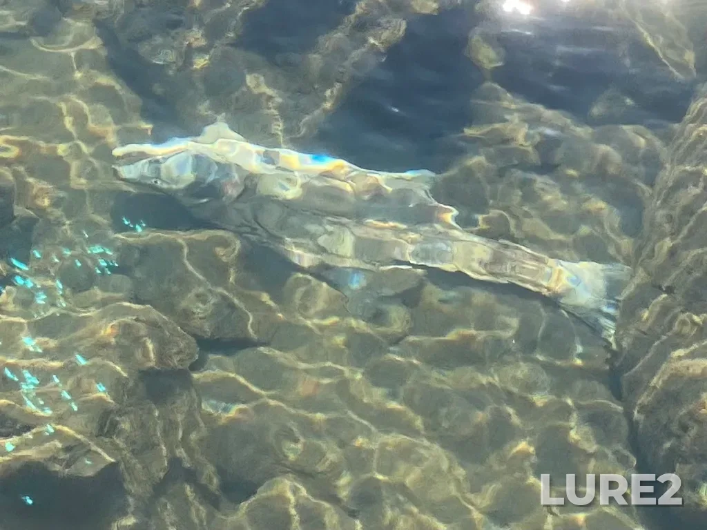 Pink salmon — Thompson River, Sep 21, 2025, 2:06 PM