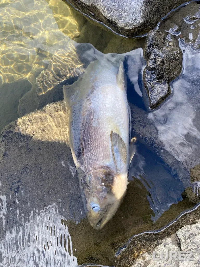 Pink salmon — Thompson River, Sep 21, 2025, 2:13 PM