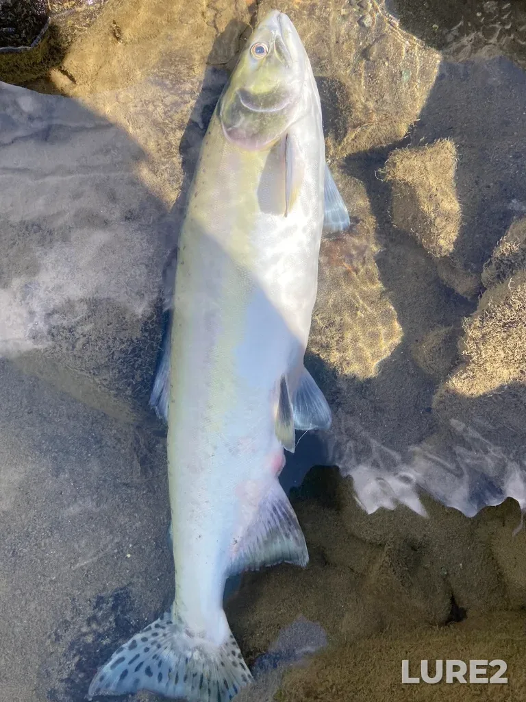 Pink salmon — Thompson River, Sep 21, 2025, 2:13 PM