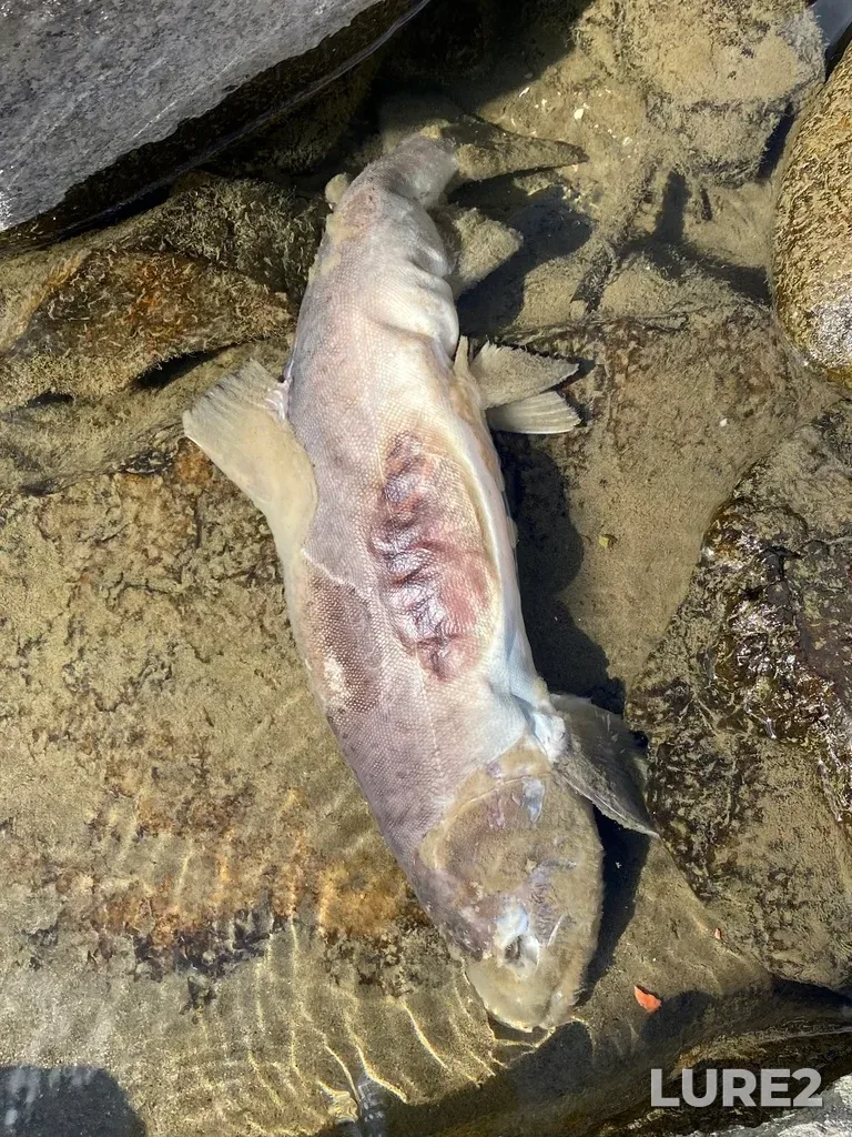Pink salmon — Thompson River, Sep 21, 2025, 2:14 PM