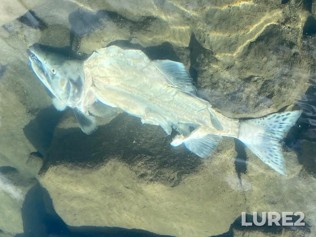 Pink salmon — Thompson River, Sep 21, 2025, 2:01 PM