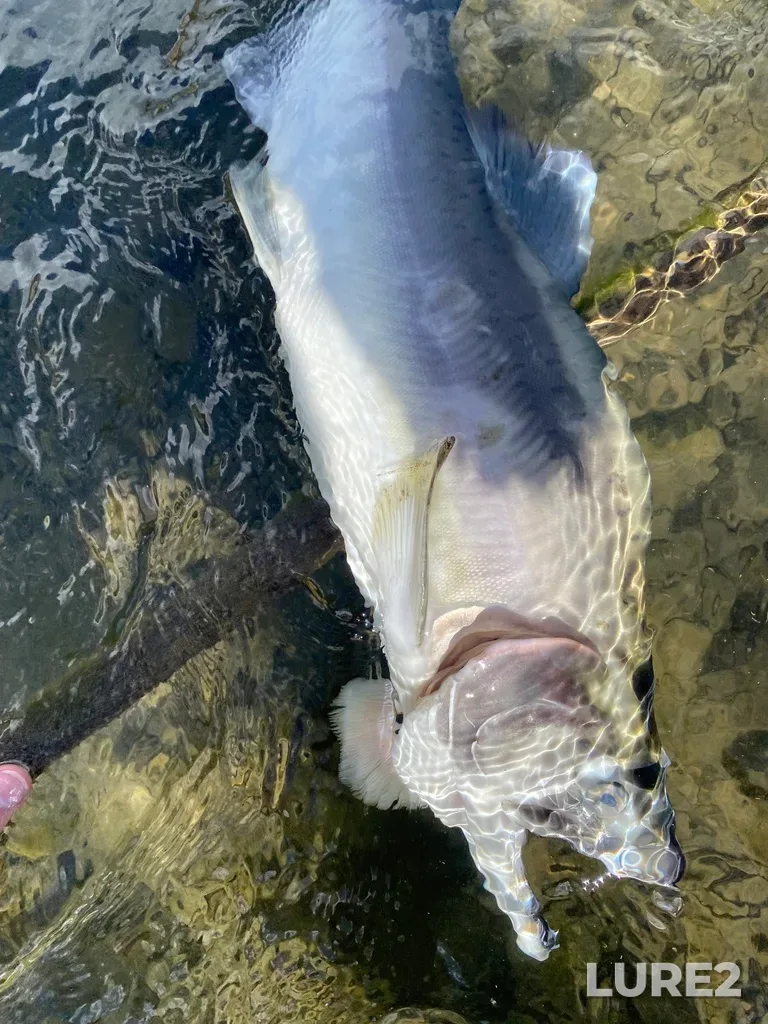 Pink salmon — Thompson River, Sep 21, 2025, 2:24 PM