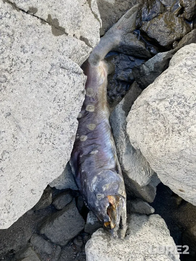 Pink salmon — Thompson River, Sep 21, 2025, 2:27 PM