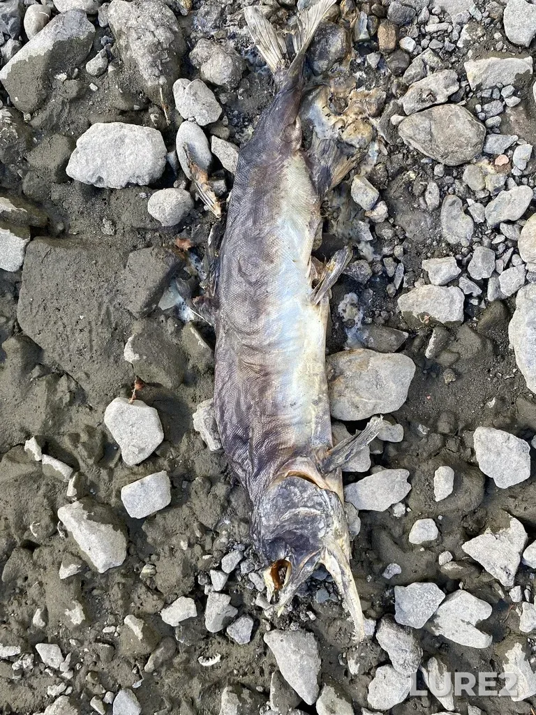 Pink salmon — Thompson River, Sep 21, 2025, 2:27 PM