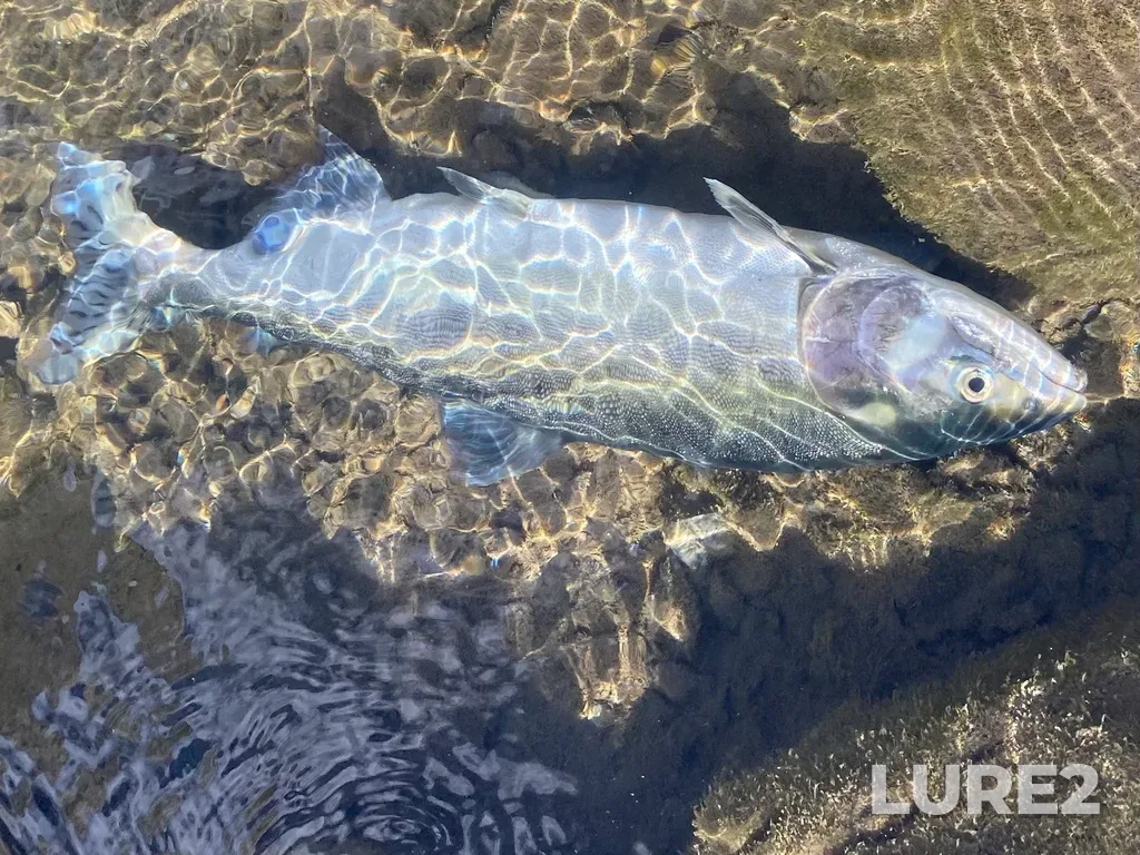 Pink salmon — Thompson River, Sep 21, 2025, 2:29 PM