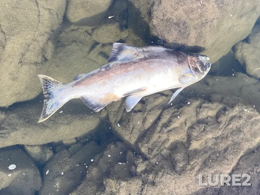 Pink salmon — Thompson River, Sep 21, 2025, 2:36 PM