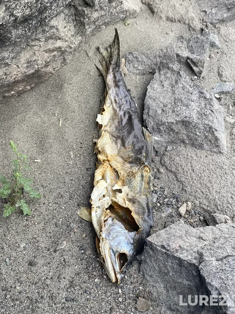 Pink salmon — Thompson River, Sep 21, 2025, 2:39 PM