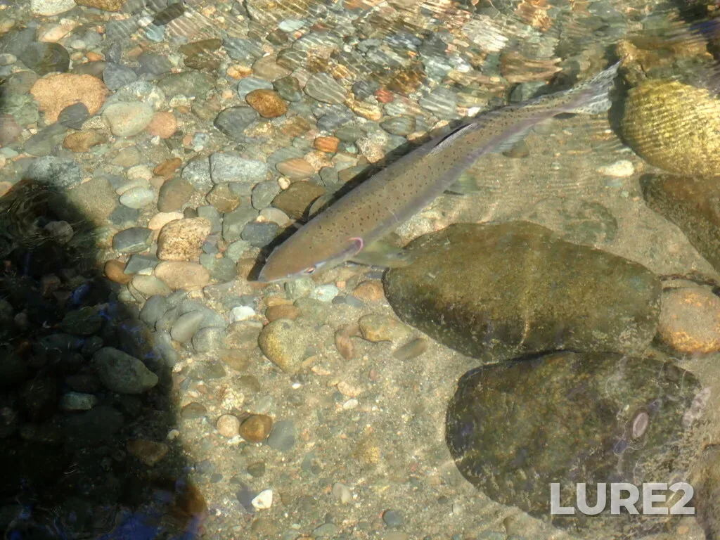 Pink salmon — Tsolum River, Sep 24, 2025, 2:45 PM